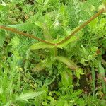Valerianella dentata Yaprak