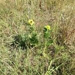 Silphium radula 整株植物