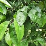 Citrus x paradisi 葉