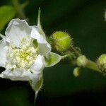 Rubus caesius Blomst