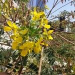 Senna auriculata Flor
