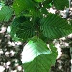 Carpinus betulusपत्ता