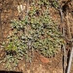 Euphorbia albomarginata Flor