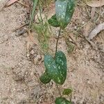 Smilax bona-nox Feuille