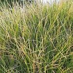 Festuca gautieri Leaf