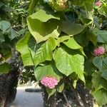 Dombeya wallichii Leht