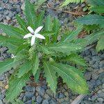 Hippobroma longiflora Hábito