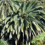 Phoenix canariensis Hoja