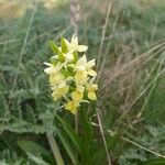 Dactylorhiza insularis Flower