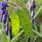 Vicia villosa Frukt