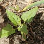 Atriplex micrantha Foglia