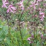 Lychnis flos-cuculi Habitus