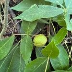 Carya pallida फल