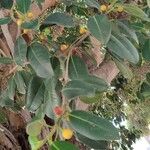 Ficus rubiginosa Gyümölcs