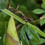 Galium verrucosum Bark