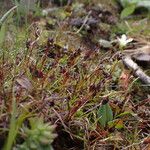 Juncus duthiei Habitat