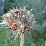 Cirsium heterophyllum Fruit