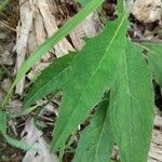 Hieracium lachenalii Blad