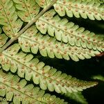 Dryopteris oligodonta Alia