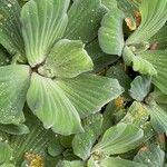 Pistia stratiotes葉