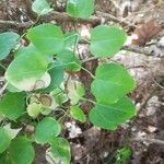 Smilax rotundifolia Leaf