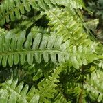 Pteris similis