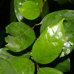 Nectandra umbrosa Leaf