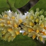 Calyptrochilum emarginatum Λουλούδι