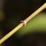Capparis parvifolia Corteccia