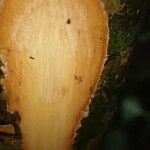 Anthonotha macrophylla چھال