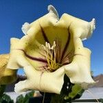 Solandra maxima Flower