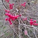 Viburnum opulusVaisius