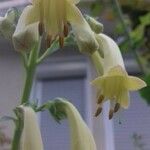 Phygelius aequalis Flower