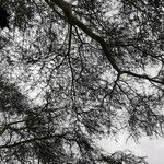 Vachellia xanthophloea Leaf