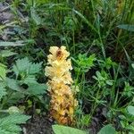 Orobanche lutea Habitus