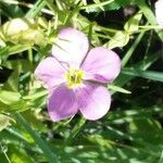 Sabatia campestris Flower