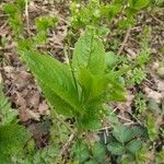 Mercurialis perennis Hoja