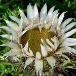 Carlina acaulis Flor