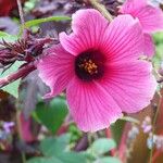 Hibiscus acetosella Blüte