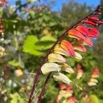 Ipomoea lobata 花