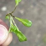 Calepina irregularis Leaf