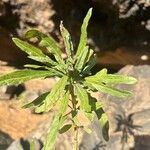 Convolvulus floridus Leaf