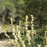 Astragalus alopecuroides Habit