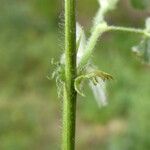 Medicago truncatula Schors