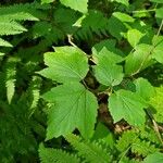Viburnum acerifolium List