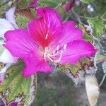 Bauhinia purpurea Blüte
