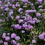 Iberis umbellata Likasa