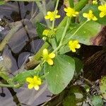 Ranunculus ophioglossifolius 花