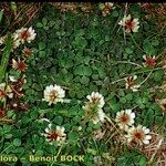 Trifolium occidentale ശീലം