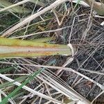 Typha latifoliaRusca